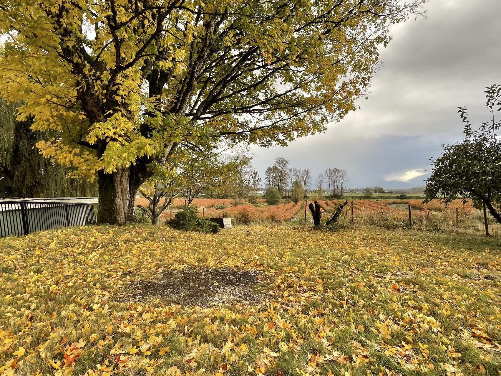 41630 LOUGHEED HIGHWAY, Mission, British Columbia, ,Agri-business,For Lease,C8048981