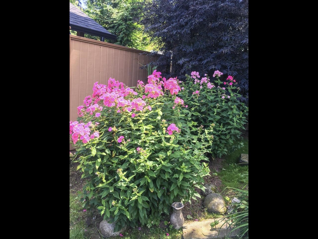 Michael Sung, 34030 MCCRIMMON DRIVE, Abbotsford, British Columbia, 2 Bedrooms, 1 Bathroom, Residential Detached,For Sale ,R2757153
