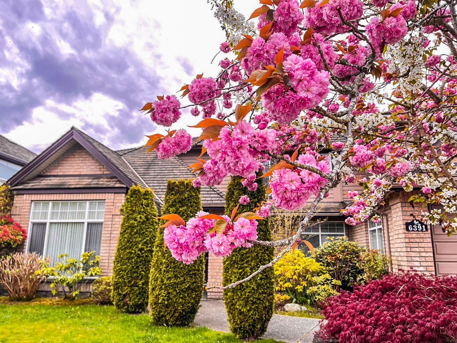 Beautiful Cherry Blossom in your front yard in the spring.