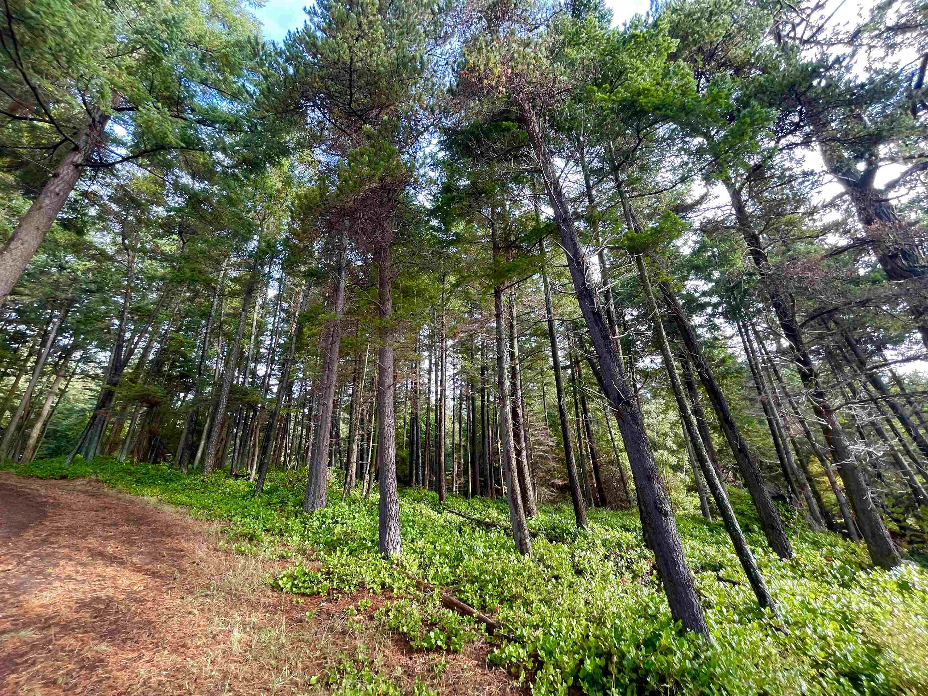 For Sale 385,000 170 CLIFFSIDE ROAD, Saturna Island, BC Zealty